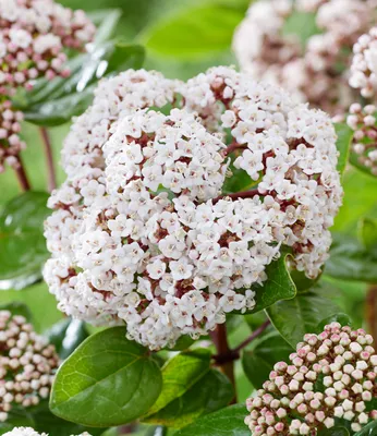 Produktbild von BALDUR Garten 1x Viburnum 'Rock 'n Rolla®', Pflanze im 9x9 cm-Topf, immergrüner Winterblüher, duftende Blüten & dekorative Beeren, winterhart & mehrjährig, Viburnum tinus, Zierstrauch