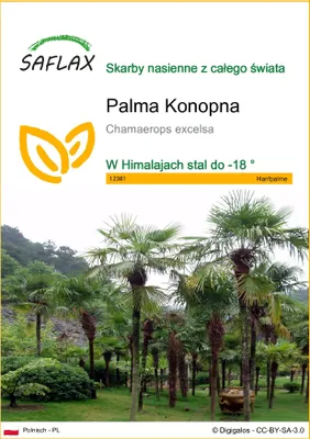 Zdjęcie produktu dla SAFLAX - Palma Konopna - 10 Nasiona - Chamaerops excelsa