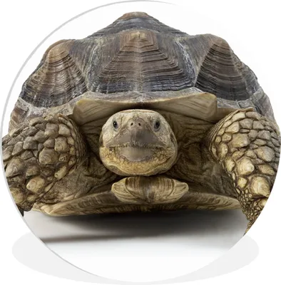 Produktbild von MuchoWow® Rundes Wandbild - Runde Bilder Schildkröte - Tiere - Weiß Ø 60 cm Kreis Wanddekoration Kunststoff - Wandkreis - Wandschmuck - Wand Kreis - Das Schlafzimmer - Die Bilder - Wandmalerei - Kunst für das Haus - das Plastik
