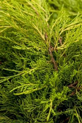 Produktbild von Juniperus media 'Old Gold', Wacholder, goldgelb, 25–30 cm
