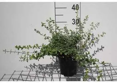 Image de Euonymus fort. 'Em. Gaiety' - Arbuste à ailes de liège 15- 20 cm Conteneur