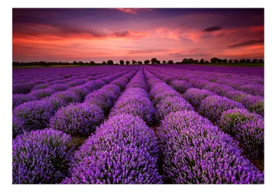 Produktbild von Vlies Fototapete Landschaft 450x315 cm Tapeten Wandtapete XXL Natur Lavendel Lavendelfeld Provence b-B-0624-a-a