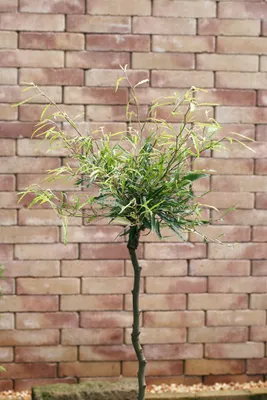 Produktbild von Fagus sylvatica 'Mercedes', Rotbuche, 60–80 cm