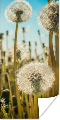 Produktbild von MuchoWow® Poster Blumen - Löwenzahn - Gras 20x40 cm - Plakat - Foto