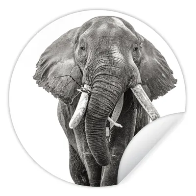 Produktbild von MuchoWow® Runde Wandtattoo - Wandsticker Tapete Aufkleber Elefant - Porträt - Tiere - Schwarz und weiß Ø 30 cm Selbstklebend und Repositionierbar - Wandaufkleber - Kreis - Wandbild - Fototapete - Selbstklebend - Dekoration - Wandschmuck - Schlafzimmer