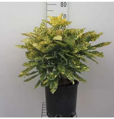 Immagine prodotto di Aucuba jap. 'Rozannie' - Aucubio giapponese 30- 40 cm in contenitore