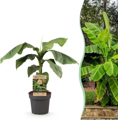 Image de Green boutiQ - Plante fruitière - Musa basjoo - Bananiers - Résistante au froid - Vert - 1 plante - Pot de 21 cm - Hauteur 70-90 cm