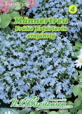Produktbild von Männertreu Frühe Erfurterin | Blumensamen von N.L. Chrestensen