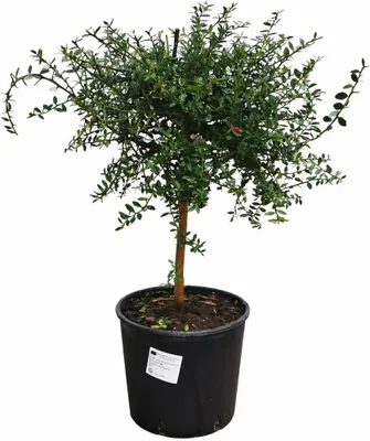 Obrázek produktu pro Australská prstová limetka 60–70 cm – kaviárová limetka (Microcitrus australasica) – exotický citrusový strom s plody připomínajícími kaviár, vhodný na balkon i do zahrady
