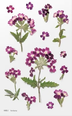 Image de Autocollants décoratifs pour fleurs Verbena