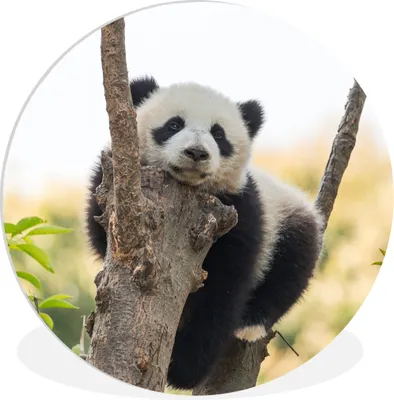 Produktbild von MuchoWow® Rundes Wandbild - Runde Bilder Panda - Baum - Licht Ø 30 cm Kreis Wanddekoration Kunststoff - Wandkreis - Wandschmuck - Schlafzimmer - Bilder - Der Kreis - Kunst für die Wohnung - Plastik - Kunstdruck - Wandbild