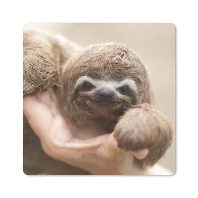 Produktbild von MuchoWow® Mauspad Mousepad Ein junges Faultier in einer Hand 20x20 cm - Mousepads - Maus Mat - Pad - Mausunterlage - Desk Mat - Bureauartikeln