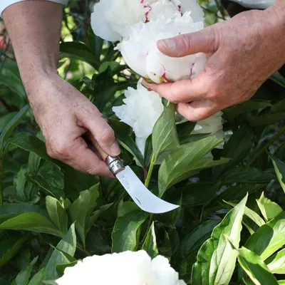 Image de Couteau de jardinage - Opinel Convient aux travaux de jardinage