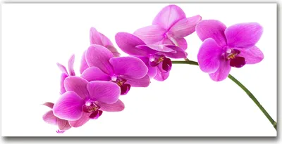 Produktbild von Tulup® Leinwandbild - 140x70 cm - Wandkunst - Drucke auf Leinwand - Leinwanddruck  - Blumen & Pflanzen - Rosa - Rosa Orchidee