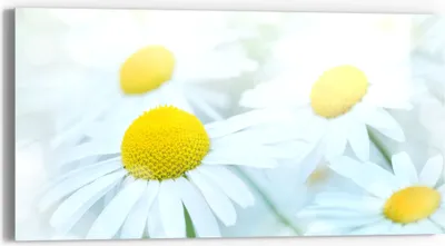 Produktbild von DEQORI Glasbild Echtglas 60x30 cm 'Frühlingsgänseblümchen' Wandbild Bild modern Deko