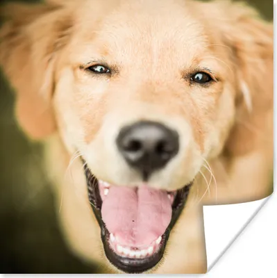 Produktbild von MuchoWow® Poster Das Glitzern in den Augen dieses Labrador Retrievers 50x50 cm - Wohnzimmerdekoration