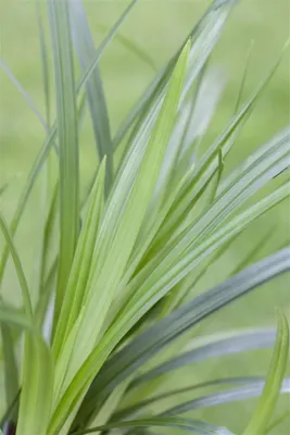 Produktbild von Carex foliosissima 'Irish Green', Ziergras, ca. 11x11 cm Topf