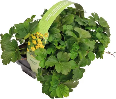 Obrázek produktu pro Mochnička trojčetná FloraSelf Waldsteinia ternata balení 6 ks