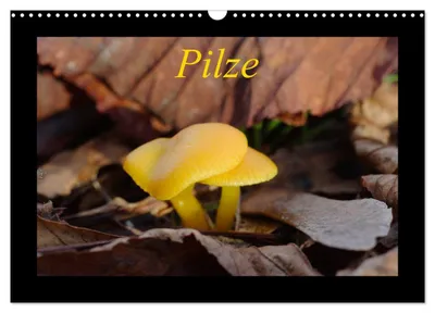 Produktbild von Pilze (Wandkalender 2027 DIN A3 quer), CALVENDO Monatskalender