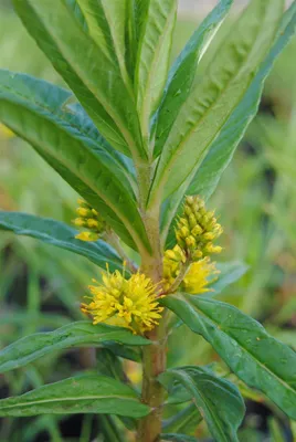 Produktbild von Lysimachia thyrsiflora, Gilbweiderich, gelb, ca. 9x9 cm Topf