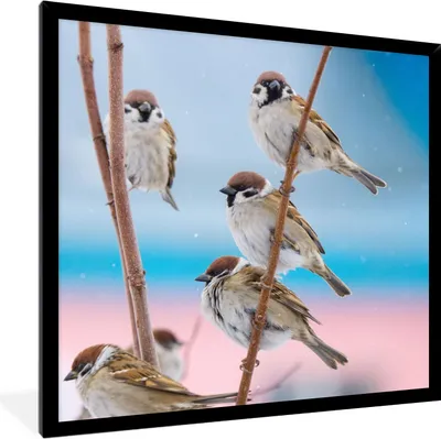 Produktbild von MuchoWow® Gerahmtes Poster Vögel - Spatz - Tiere - Äste 40x40 cm - Poster mit Schwarzem Bilderrahmen Wandposter Rahmen Foto Bilder - Mit Rahmen - Wanddekoration Schlafzimmer