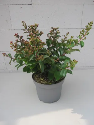 Produktbild von Lagerstroemia indica Purple Star ® - Chinesische Kräuselmyrte / Kreppmyrte - 40-60cm