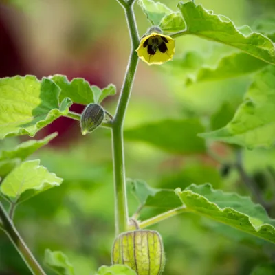 Produktbild von Andenbeeren (Physalis peruviana)  - 20 Samen