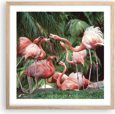 Produktbild von Gerahmtes Poster - Rahmen in heller Eiche - Palmen Herde Flamingos - 50x50 cm - Wand Bild - Wanddeko - Wandbilder - Kunstposter - Wandposter - Bilderrahmen - Bilder - Kunstdruck - P2NAC50x50-4804