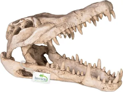 Zdjęcie produktu dla Terrario Crocodile Skull XL - czaszka krokodyla do terrarium 23x11x16 cm Terrario