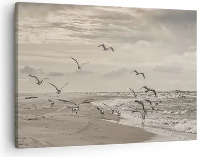 Produktbild von Bild auf Leinwand - Leinwandbild - Einteilig - Möwen Küste Boho - 70x50cm - Wand Bild - Wanddeko - Wandbilder - Leinwanddruck - Bilder - Wanddekoration - Leinwand bilder - Wandbild - AA70x50-4723