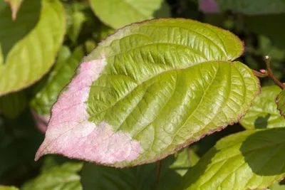 Produktbild von Actinidia kolomikta, Kiwi, dekoratives Laub, 60–100 cm