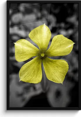 Produktbild von MuchoWow® MuchoWow® Gerahmtes Poster Blumen - Gelb - Schwarz - Weiß 60x90 cm - Poster mit zchwarzem Bilderrahmen - Kunst