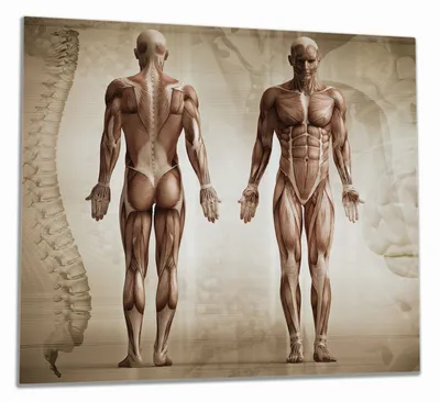 Produktbild von Wallario Herdabdeckplatte aus Glas, Größe 60 x 52 cm 1-teilig, Motiv Anatomie Mensch I