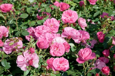 Produktbild von Rosa 'Play Rose', Rose, pink, 5-7,5 Liter Container
