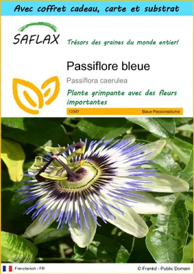 Image de SAFLAX Ensemble-cadeau - Passiflore bleue - 25 graines - Passiflora