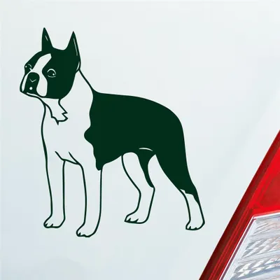 Produktbild von Auto Aufkleber Boston Terrier Hund Dog Animal 12x10 cm Dunkelgrün Sticker Heckscheibenaufkleber