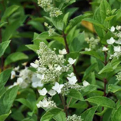Image de 2 x  Hortensia  - Hydrangea paniculata « Unique »  | 40-50 cm en conteneur