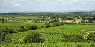 Immagine prodotto di Riesling Mosbacher Forster Ungeheuer Grosses Gewächs  - 2020