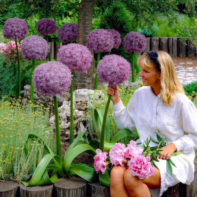 Productafbeelding van Allium-uien, winterhard en meerjarig - Super Bowl - 5 bloembollen - Allium Giganteum-uien - Geurende planten uit Nederland, geschikt voor tuin en pot (grote knollen, geen zaden, niet kunstmatig)