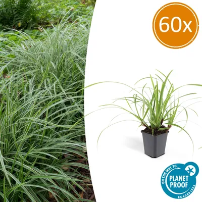 Obrázok produktu pre Okrasná tráva – japonská ostrica – Carex morrowii 'Ice Dance' – 9 cm kvetináč – sada 60 rastlín