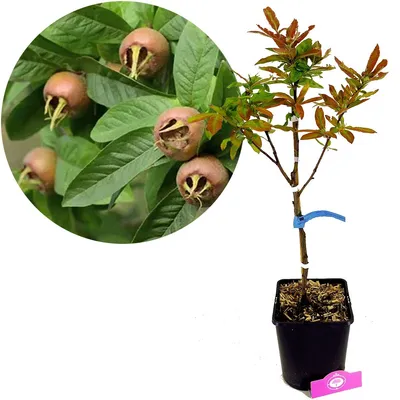 A potted Mespilus Germanica 'Westerveld' plant with a close-up inset of its fruit.