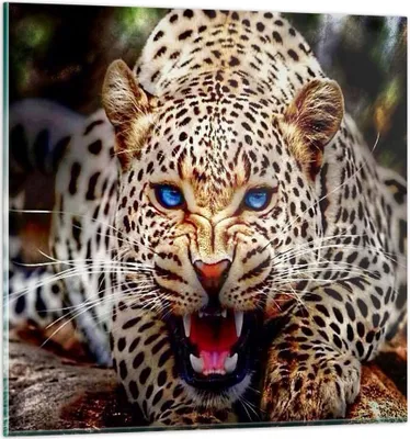 Produktbild von Bilder auf glas - Panther Tier - 40x40cm - Glasbilder - Wandbilder - Bilder - Kunstdruck - zum Aufhängen bereit - Wanddekoration aus Glas - Glas Bilder - Wandbild auf Glas - Einteilig - GAC40x40-3506
