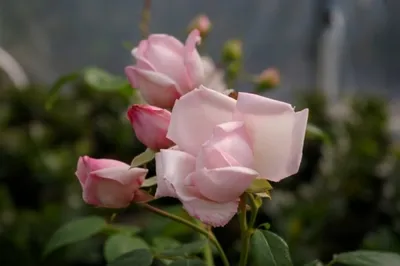 Produktbild von Kletterrose New Dawn® - Rosa New Dawn® - pastellrosa - Duft++++ - Ramblerrose - Weltrose
