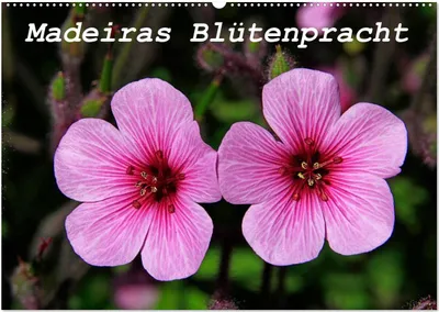 Produktbild von Madeiras Blütenpracht (Wandkalender 2025 DIN A2 quer), CALVENDO Monatskalender