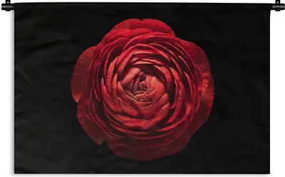 Produktbild von MuchoWow® Wandteppich Wandbehang Eine Nahaufnahme einer roten Butterblume auf schwarzem Hintergrund 60x40 cm Tapisserie Dekoration Wandtuch - Wanddekorationen