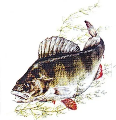 Produktbild von PVC Aufkleber Applikation - Fisch - Fische - Angler - ANGELN - 307137 - Gr. ca. 8 x 9 cm