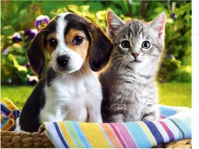 Image de Vikpap W3824 - Peinture à numéros, toile 40 × 30 cm - Chien et chaton dans un panier