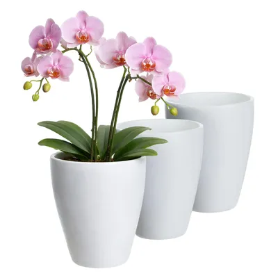 Produktbild von 3 x Orchideentopf aus Keramik Ø 13,5 cm x 17 cm hoch – mit Erhöhung für optimale Belüftung – Übertopf für Orchideen – Weiß – langlebig & stilvoll