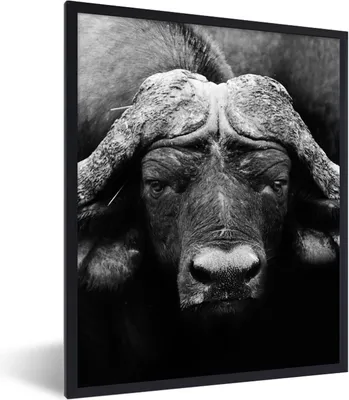 Produktbild von MuchoWow® Gerahmtes Poster Tiere - Büffel - Schwarz - Weiß - Porträt 60x80 cm - Poster mit Schwarzem Bilderrahmen Wandposter Rahmen Foto Bilder - Premium - Wanddeko Wohnzimmer