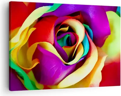 Produktbild von Bild auf Leinwand - Leinwandbild - Blume Farbe Rose - 70x50cm - Wand Bild - Wanddeko - Wandbilder - Leinwanddruck - Bilder - Kunstdruck - Wanddekoration - Leinwand bilder - Wandkunst - AA70x50-3623